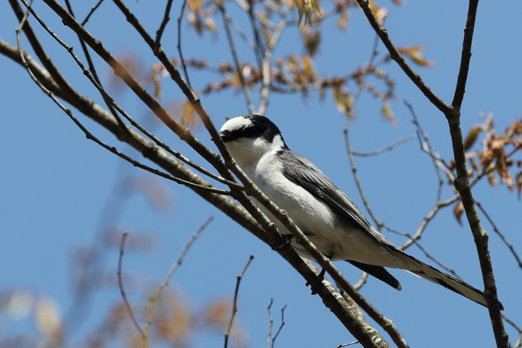 朽木ふれあいの里跡地 サンショウクイ、キビタキ、オオルリ EOS-1D X Mark II + EF600F4L