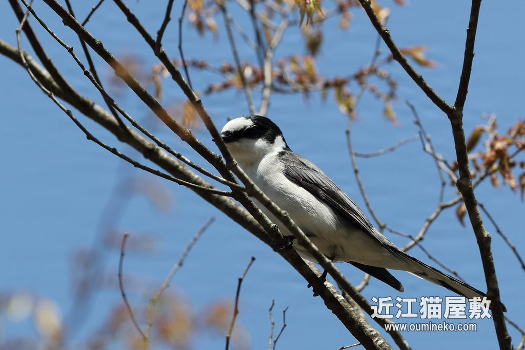 朽木ふれあいの里跡地 サンショウクイ、キビタキ、オオルリ EOS-1D X Mark II + EF600F4L
