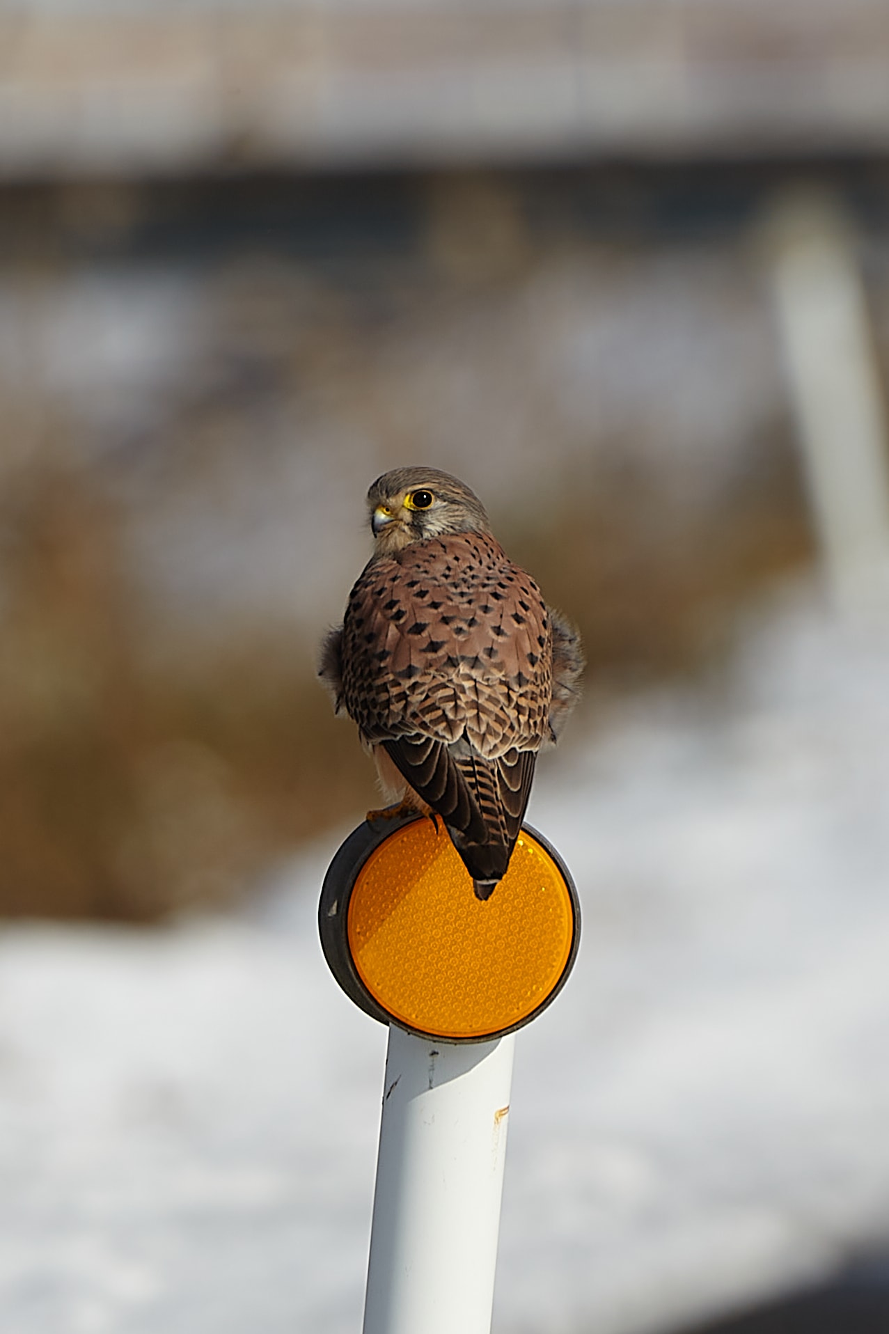 Amazon.co.jp: 絶版自然美の史跡 大山の道づれ鳥取県 小鳥 野鳥