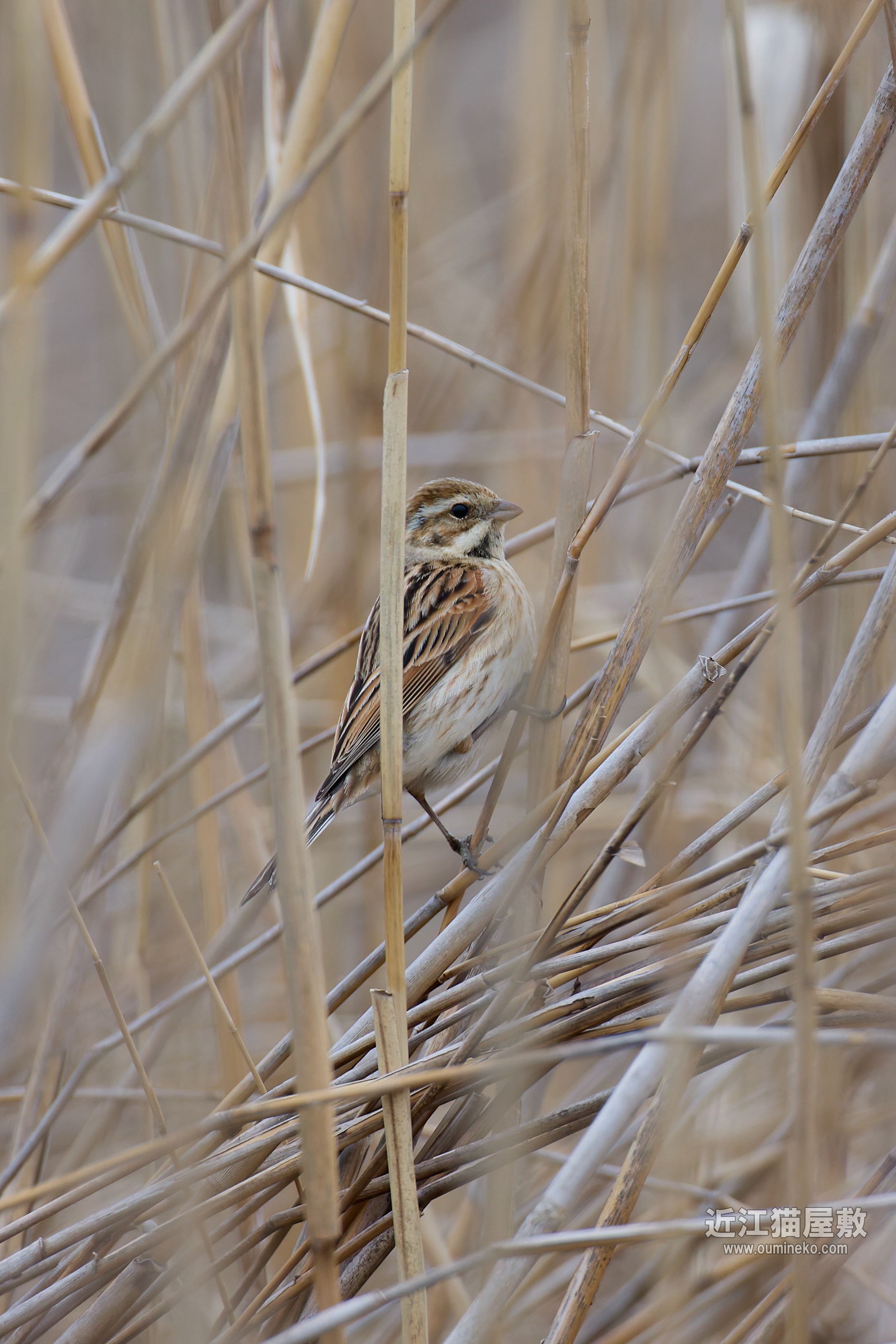 EOS R5 mark IIで野鳥撮影 3/2① 超至近距離カケス、ハイタカ