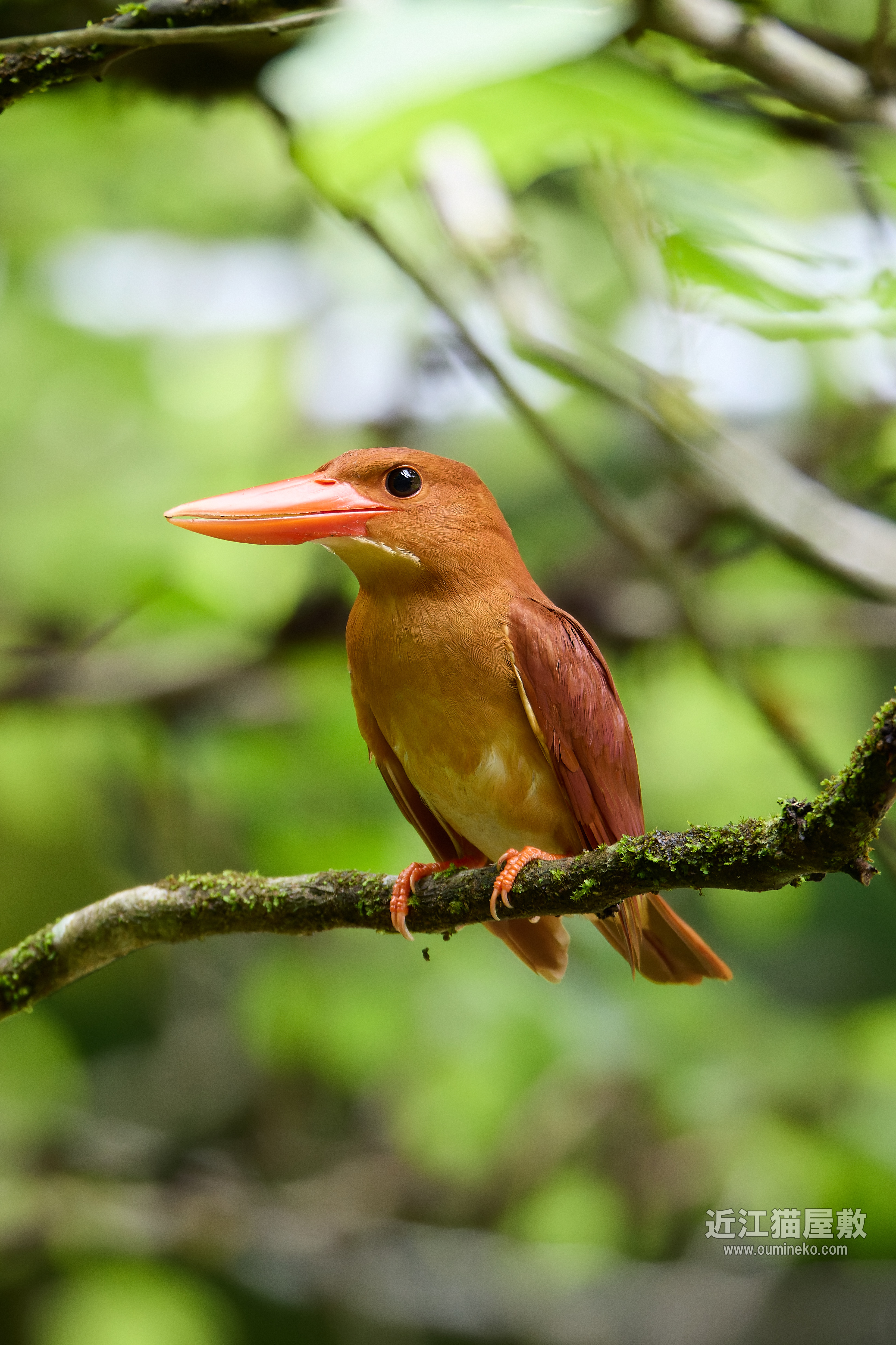 野鳥 鳥 羽根 ヤマショウビンの羽根 野鳥 鳥 羽根 ヤマショウビンの羽根